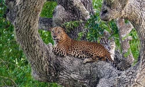 Sri lankan leopard at Yala national park